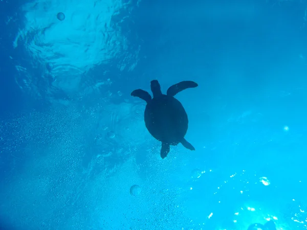 yeşil deniz kaplumbağası