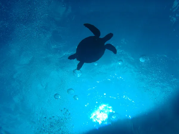 yeşil deniz kaplumbağası