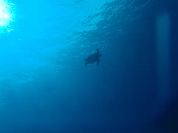 yeşil deniz kaplumbağası