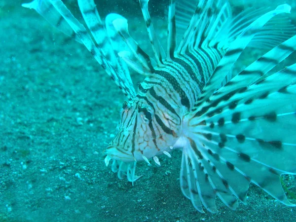 Pesce leone — Foto Stock