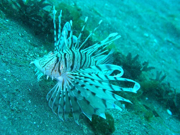 Lion fish — Stock Photo, Image