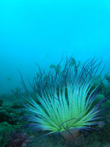 Coral blando — Foto de Stock