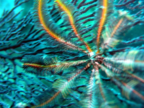 软珊瑚 — 图库照片