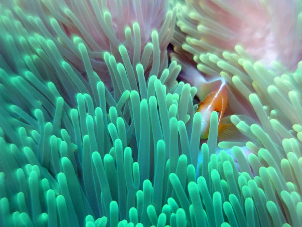 Roze anemonefish Stockfoto