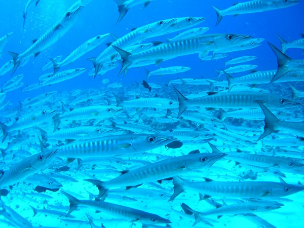 Escuela de barracudas Imagen De Stock