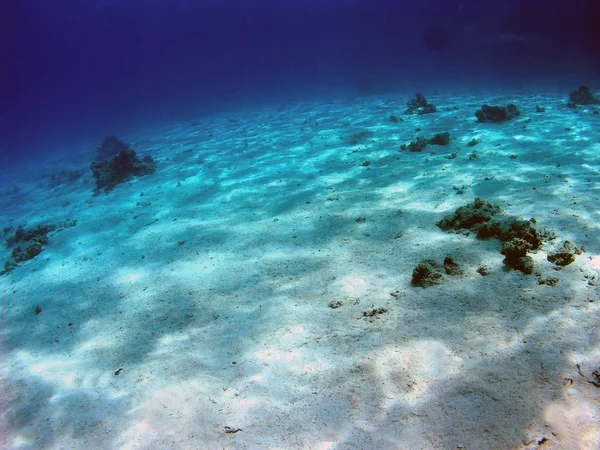 Lecho marino Imagen De Stock