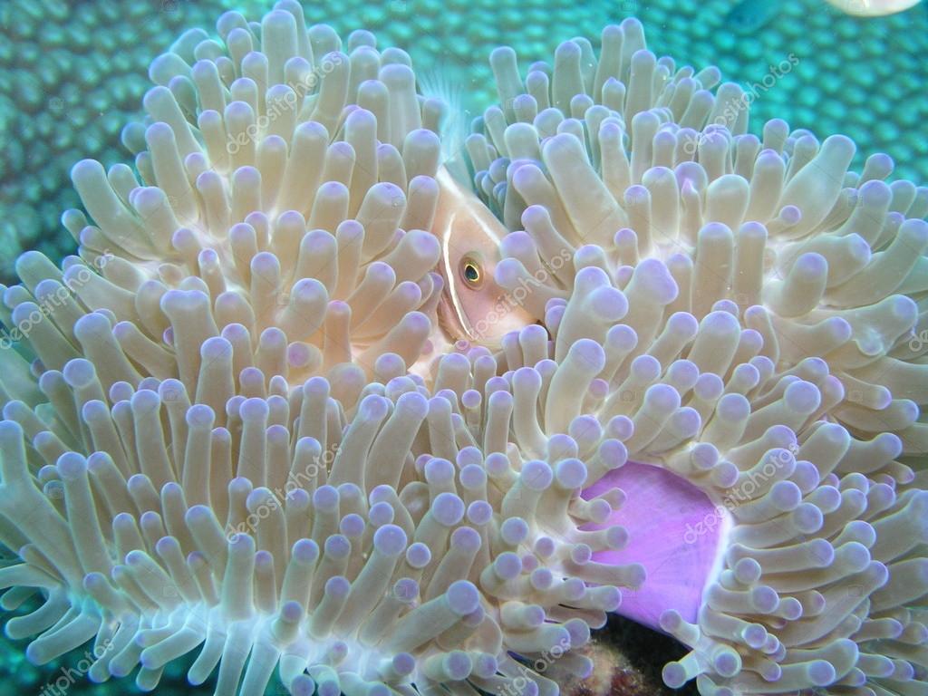 Pink Anemone Fish Stock Photo By C Otohime07
