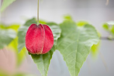 Abutilon megapotamicum