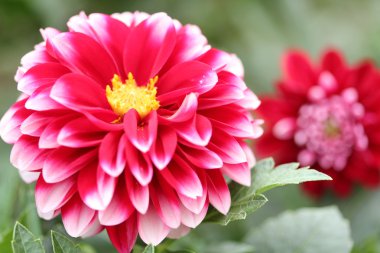 kırmızı yıldız çiçeği