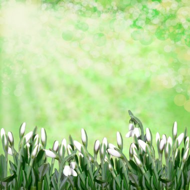 kardelen yeşil arka plan üzerinde