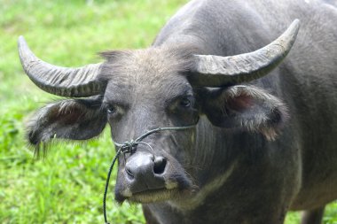 öküz başı yakın Anasayfa