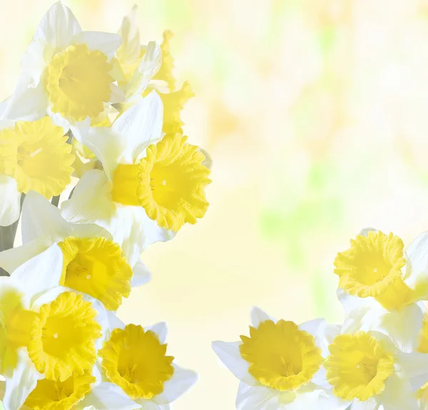 Daffodils on a bright abstract background — Stock Photo, Image