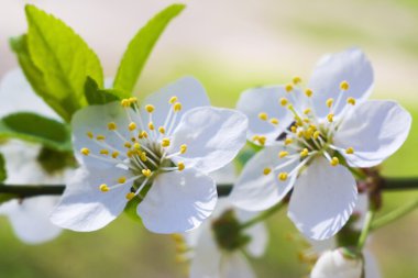 iki kiraz çiçeği yakın çekim