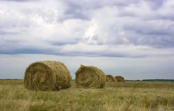 Haystacks in a field — Stock Photo, Image