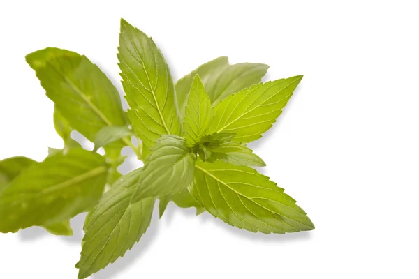 Sprig of fresh mint — Stock Photo, Image