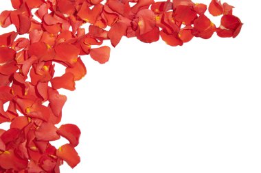 kare gül yaprakları