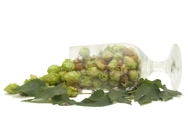 Hop cones in a beer glass isolated on white — Stock Photo, Image
