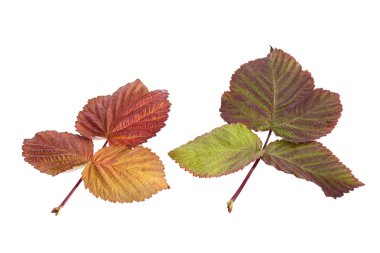 Sonbahar Yaprakları