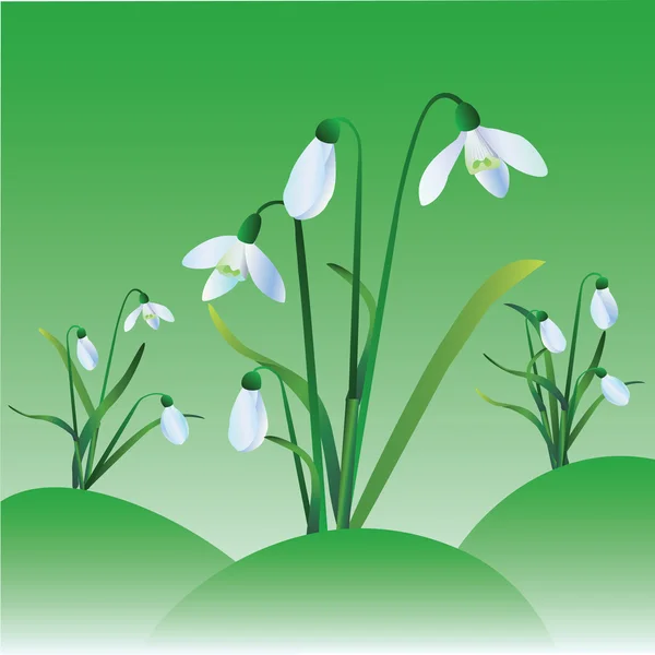 Group of snowdrops — Stock Vector