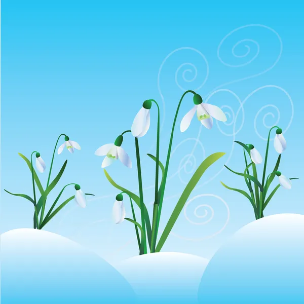 Group of snowdrops — Stock Vector