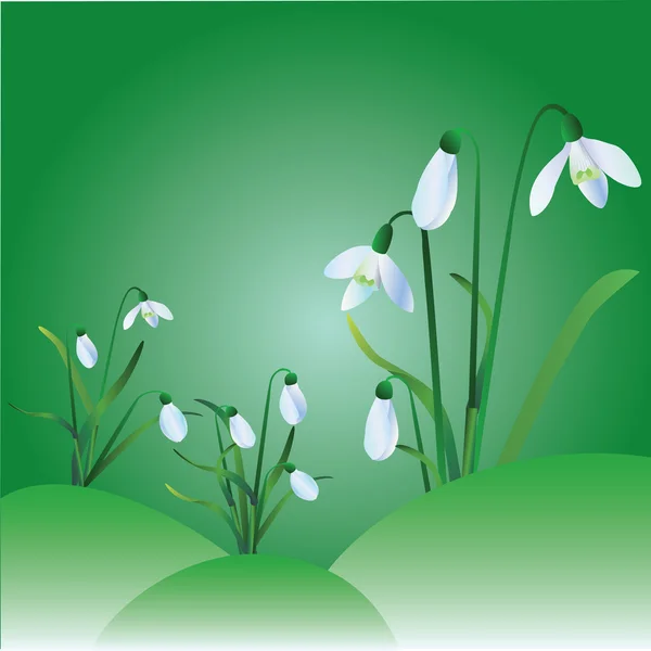 Group of snowdrops — Stock Vector