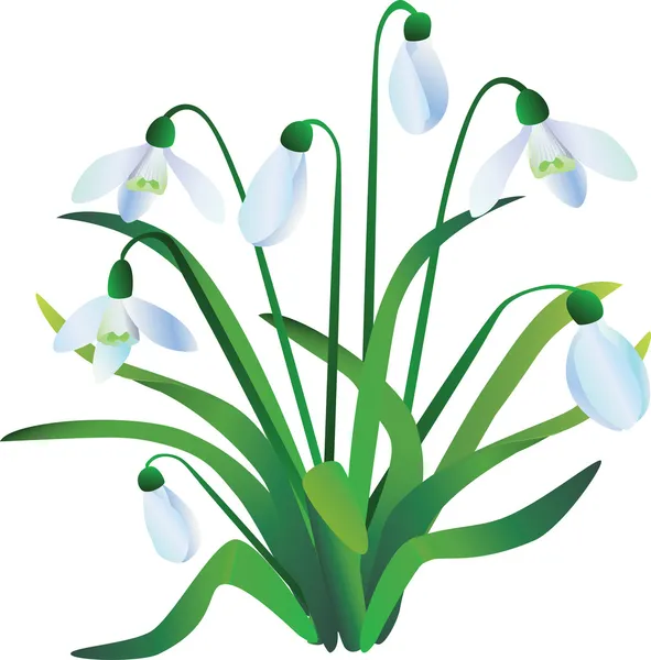 Grupo de snowdrops — Vetor de Stock