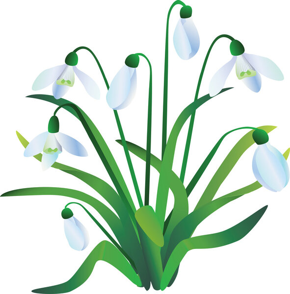 Group of snowdrops
