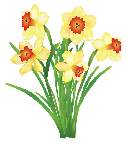 Bouquet of daffodils — Stock Vector