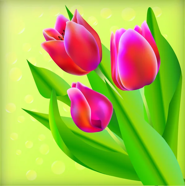 Spring bouquet of tulips — Stock Vector