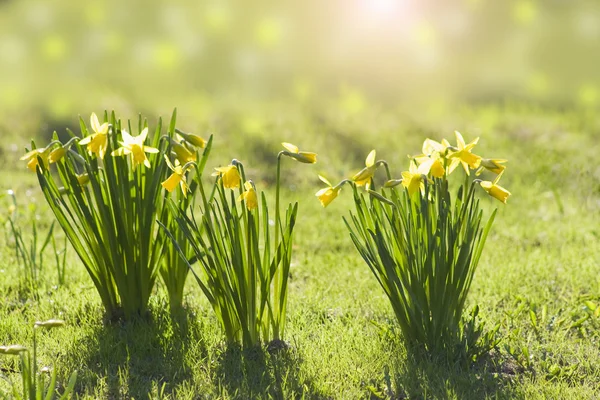 Blühende Narzissen auf dem Rasen — Stockfoto