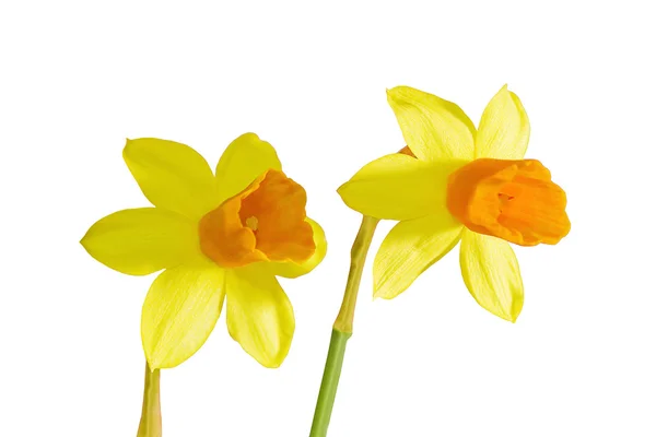 Dva kvetoucí Narcis — Stock fotografie
