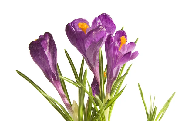 Kvetoucí krokusy — Stock fotografie