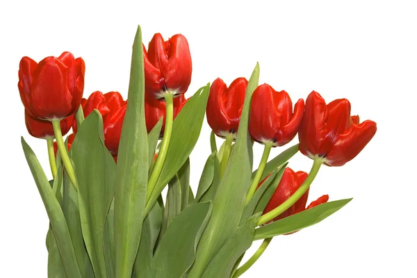 Весенний букет тюльпанов — стоковое фото