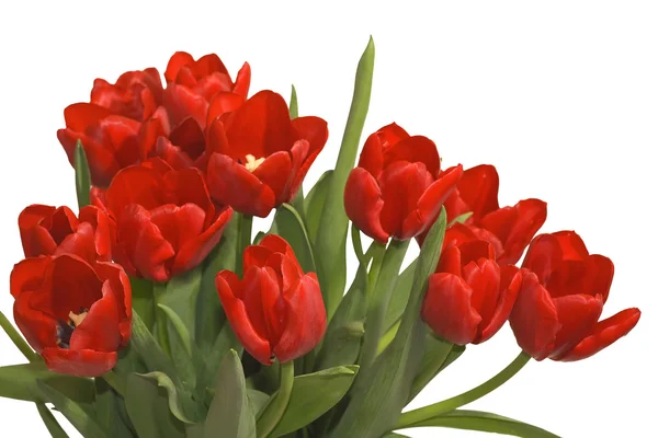 Frühlingsstrauß aus Tulpen — Stockfoto