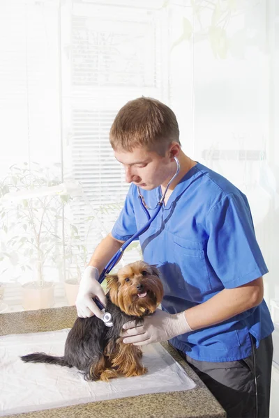 Veterinär undersöka hunden — Stockfoto