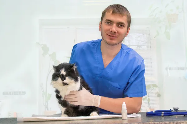 Veterinarian examines a cat — Stock Photo, Image