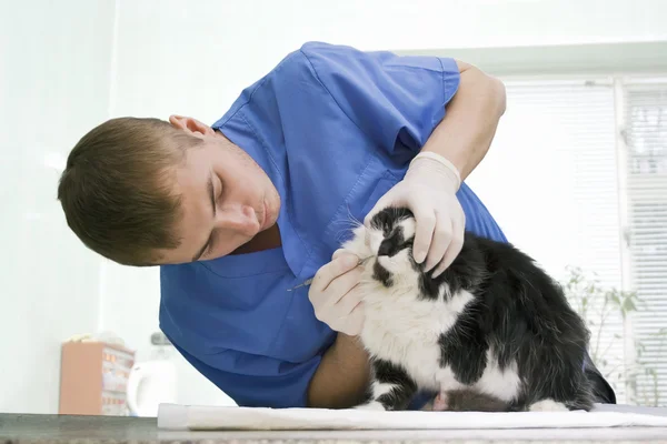 수 의사가 고양이 검사 — 스톡 사진