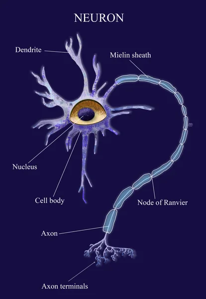 Neuron — Stockfoto