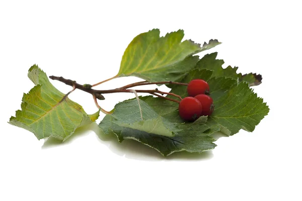 Branch with berries of hawthorn — Stock Photo, Image