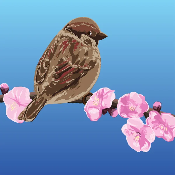 Воробей на ветке цветения вишни - векторная иллюстрация — стоковый вектор