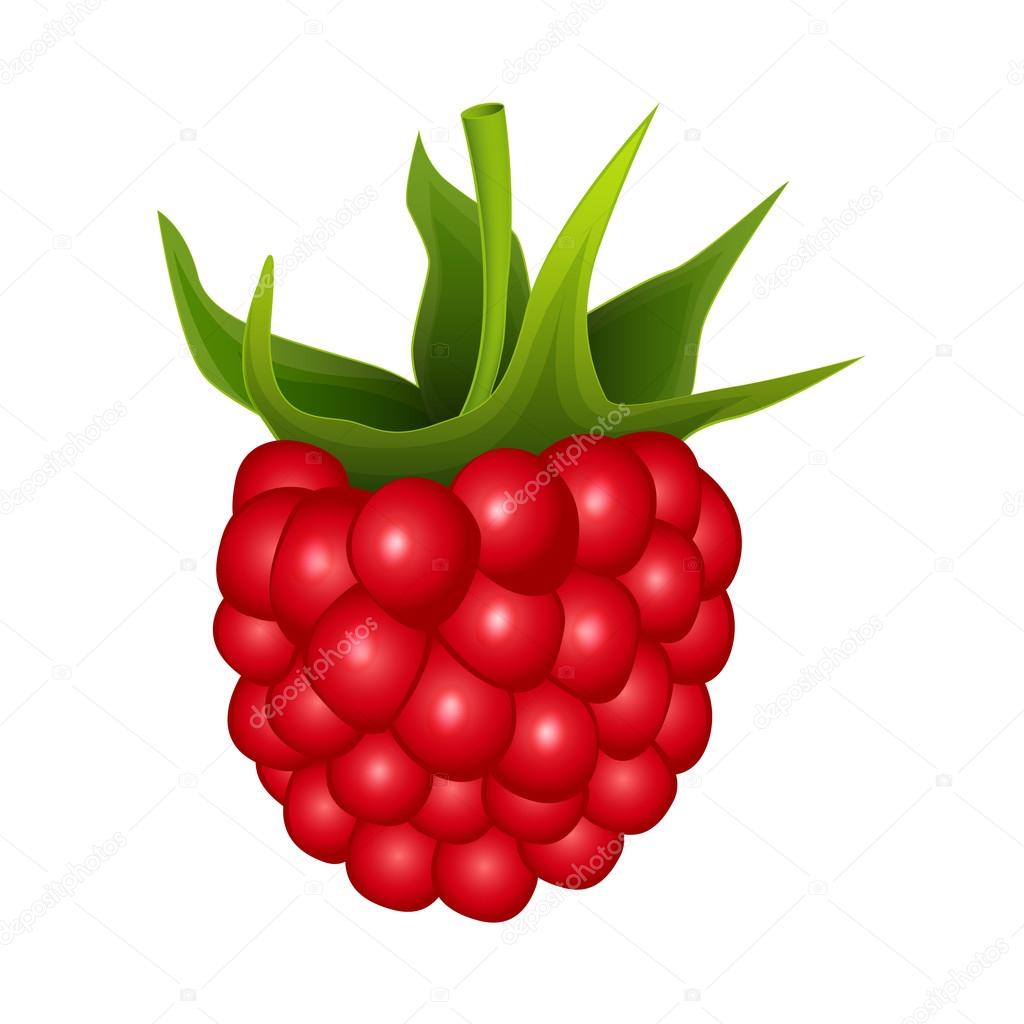 Raspberry on a white background - vector illustration