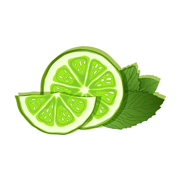 Lime and mint on white background — Stock Vector