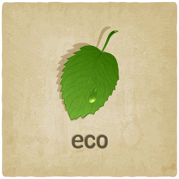 Leaf eco old background — Stock Vector