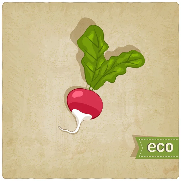 Vegetable eco old background — Stock Vector