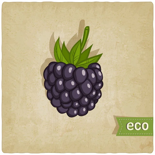 Blackberry eco background — Stock Vector