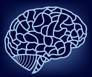 beyin modeli. eps10 örnek