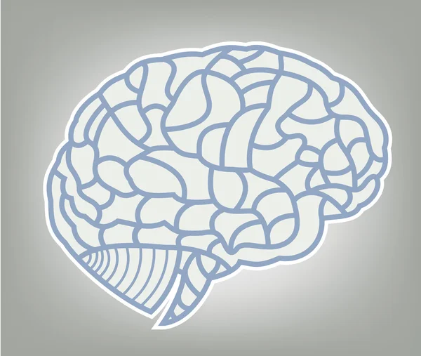 Hersenen model. eps10 afbeelding — Stockvector