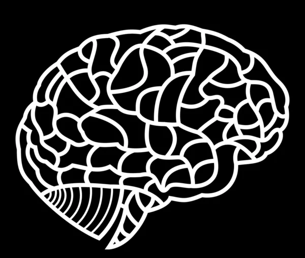 Hersenen model. eps10 afbeelding — Stockvector