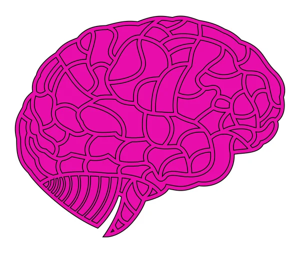 Hersenen model. eps10 afbeelding — Stockvector