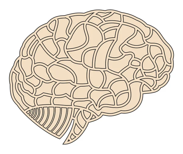 Modello cerebrale. Illustrazione EPS10 — Vettoriale Stock